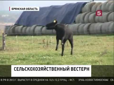 Американские ковбои в России
