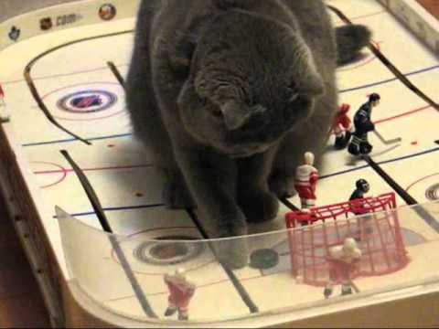 Трус не играет в хоккей - а кошки играют